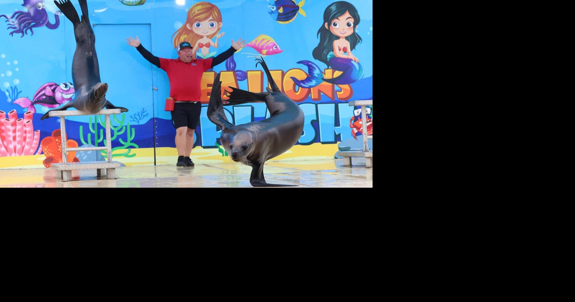 Sea lions at Nebraska State Fair sing, dance, do handstands — and show how to recycle
