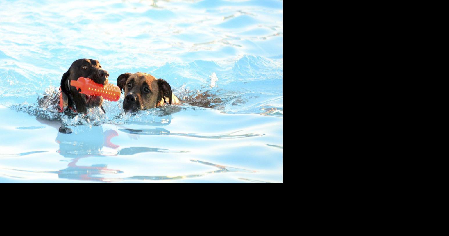 Time again for ‘Drool in the Pool’