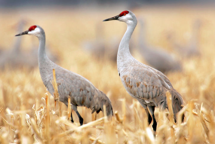 UNK study: Economic impact of sandhill cranes $14.3 million in 2017