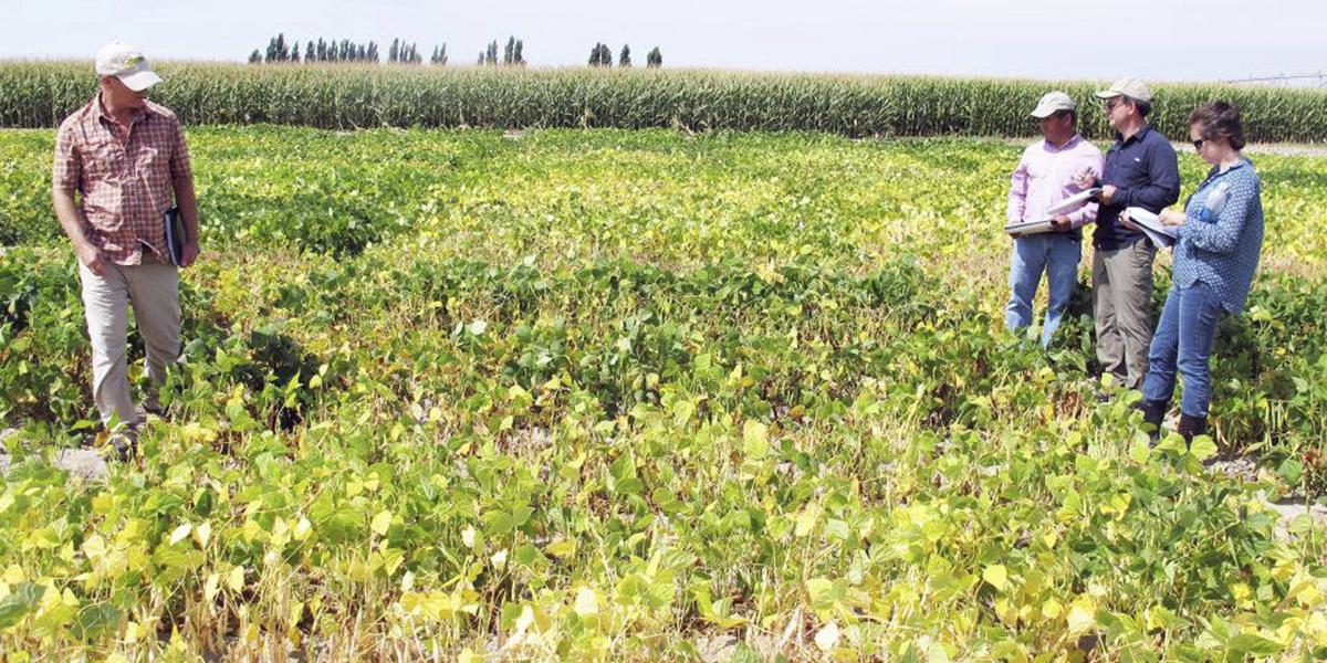Ag_Dry_Beans_crops