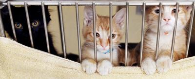 Humane Society Waiving Adoption Fees This Weekend Local News