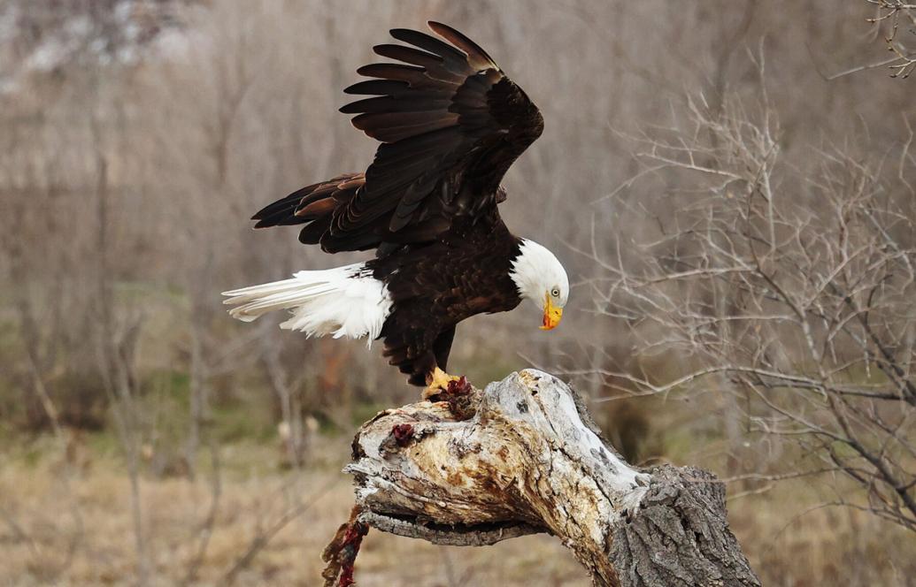 PHOTOS Beautiful bald eagle stops for a snack in Grand Island