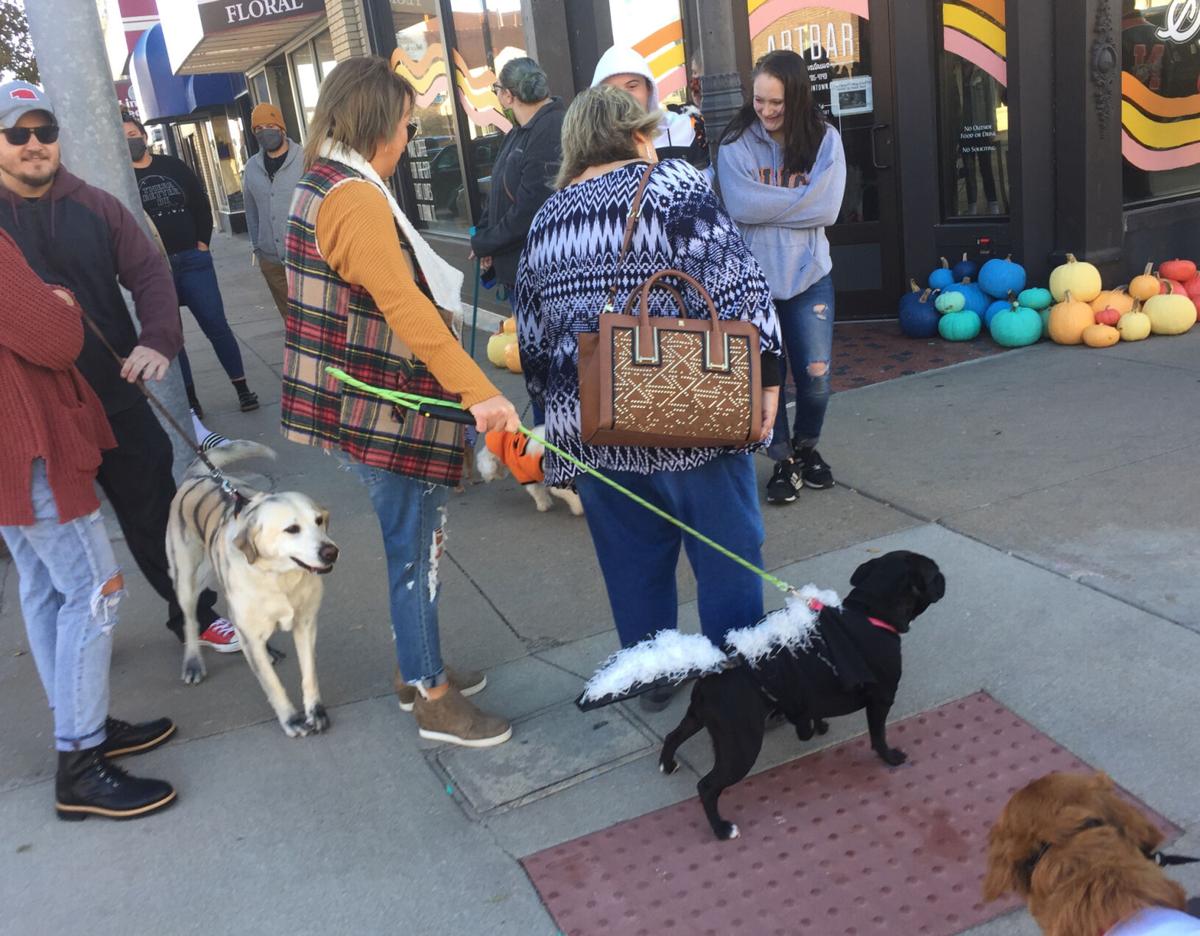 Pooches On Parade Canine Fashion Scene Hits Hastings Grand Island Local News Theindependent Com Pooches On Parade Canine Fashion Scene Hits Hastings Grand Island Local News Theindependent Com
