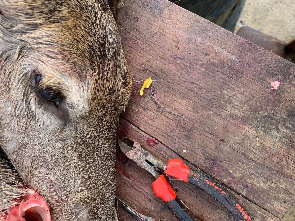 A Deadly Deer Disease Is Spreading Could It Strike People