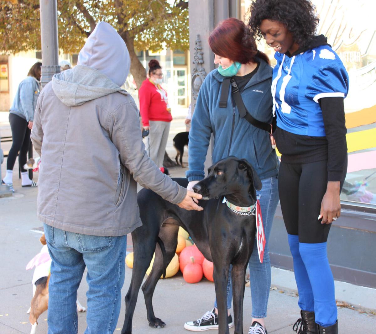 Pooches On Parade Canine Fashion Scene Hits Hastings Grand Island Local News Theindependent Com Pooches On Parade Canine Fashion Scene Hits Hastings Grand Island Local News Theindependent Com