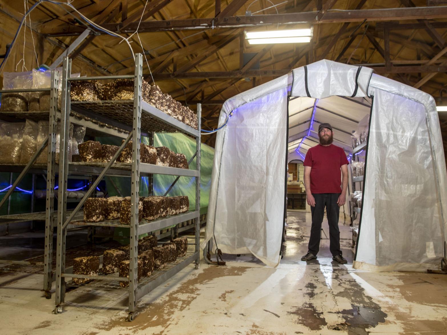 Nebraska Raised Mushrooms Are Catching On With Chefs And Home Cooks Latest News Theindependent Com