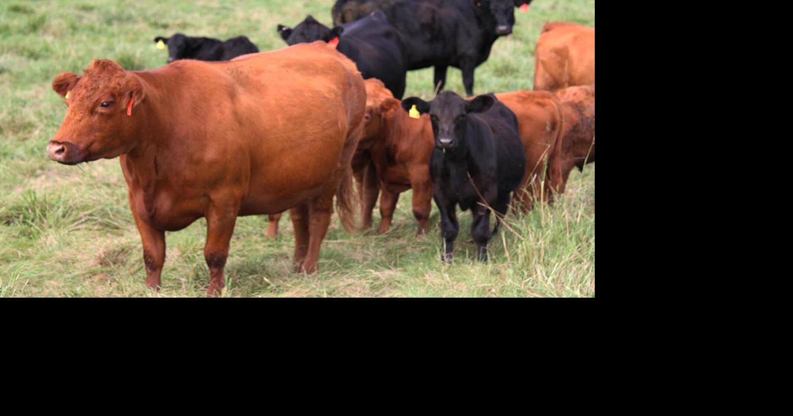 Husker Harvest Days highlights cattle with new BEEF Showcase, seminars