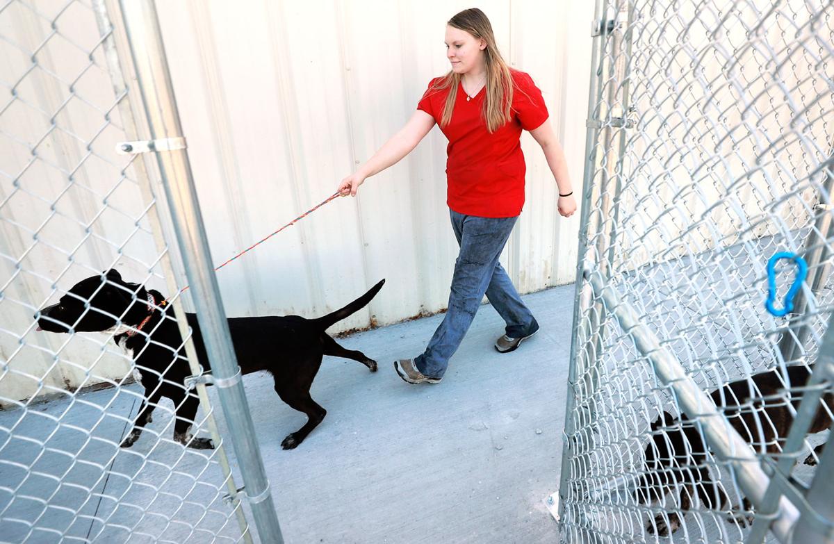 Central Nebraska Humane Society unveils 14 new outdoor kennels Local