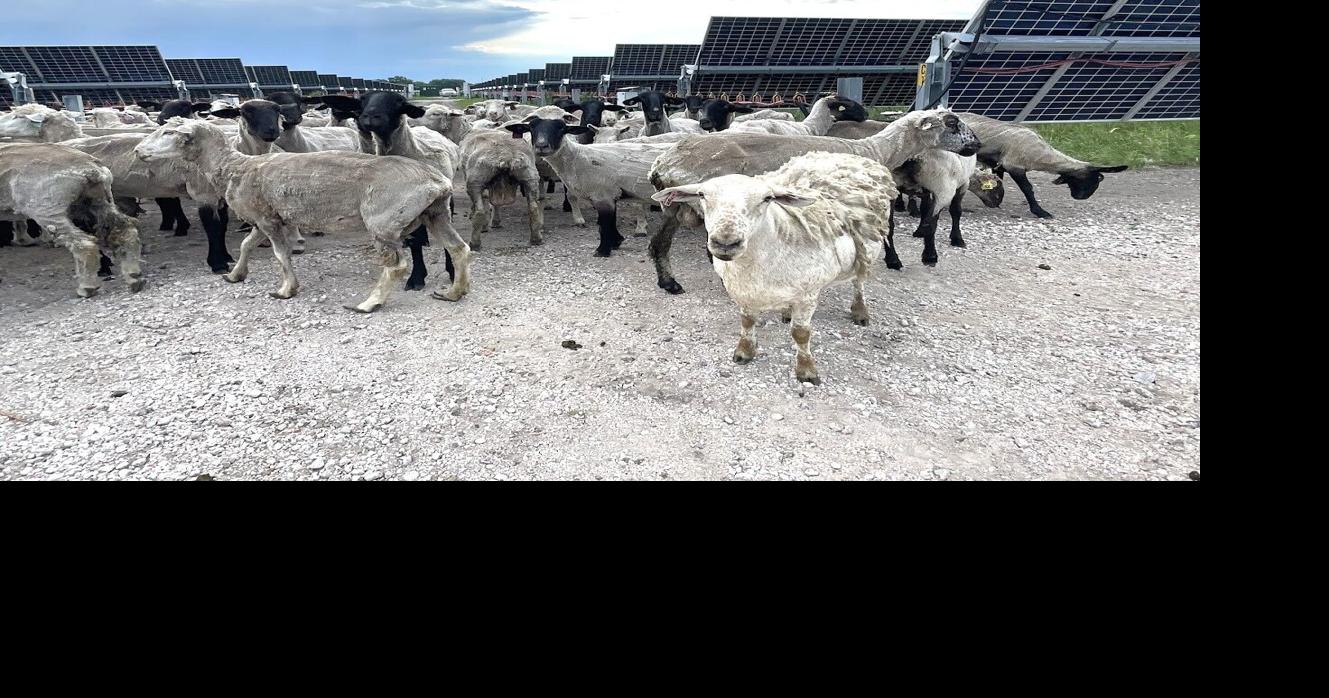 The new mowing crew at Grand Island’s solar farm works for grass