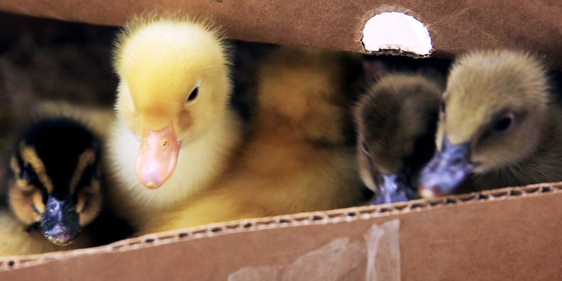 Big Time Of Year To Buy Chicks Grand Island Local News Theindependent Com