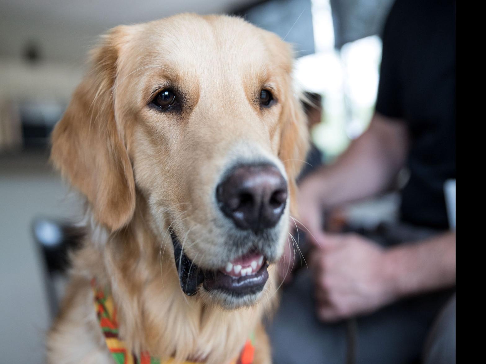 Pet Licenses Available In Grand Island For 2018 Govt And Politics Theindependent Com
