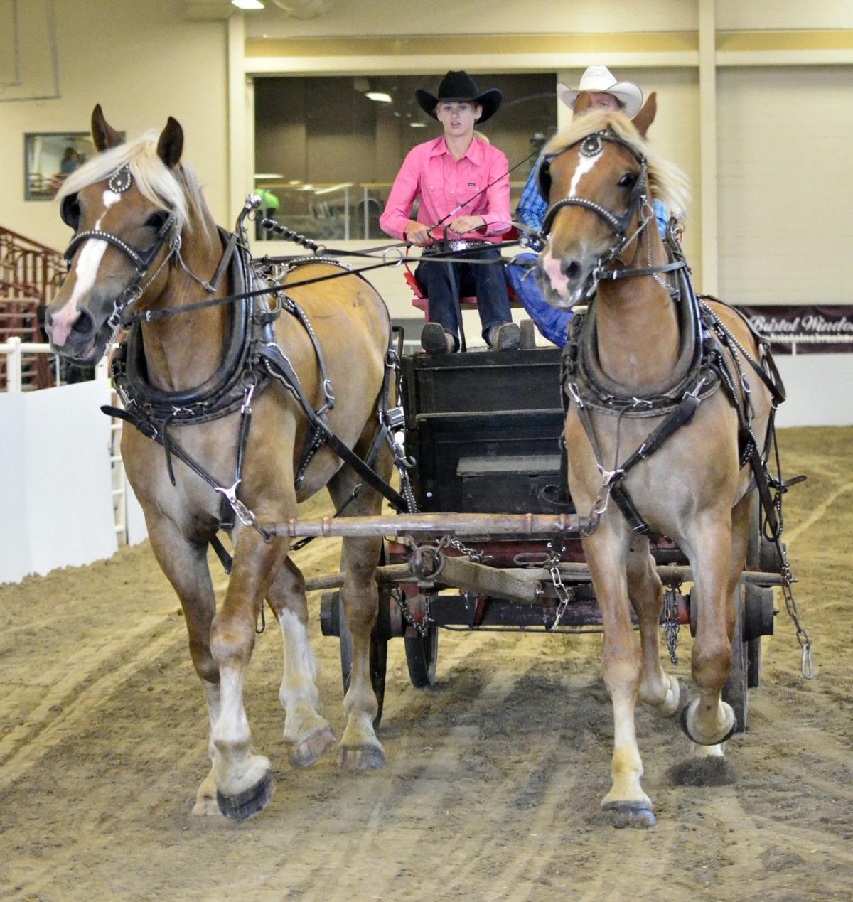 Draft horse competitions adds variety along with grandeur of the big