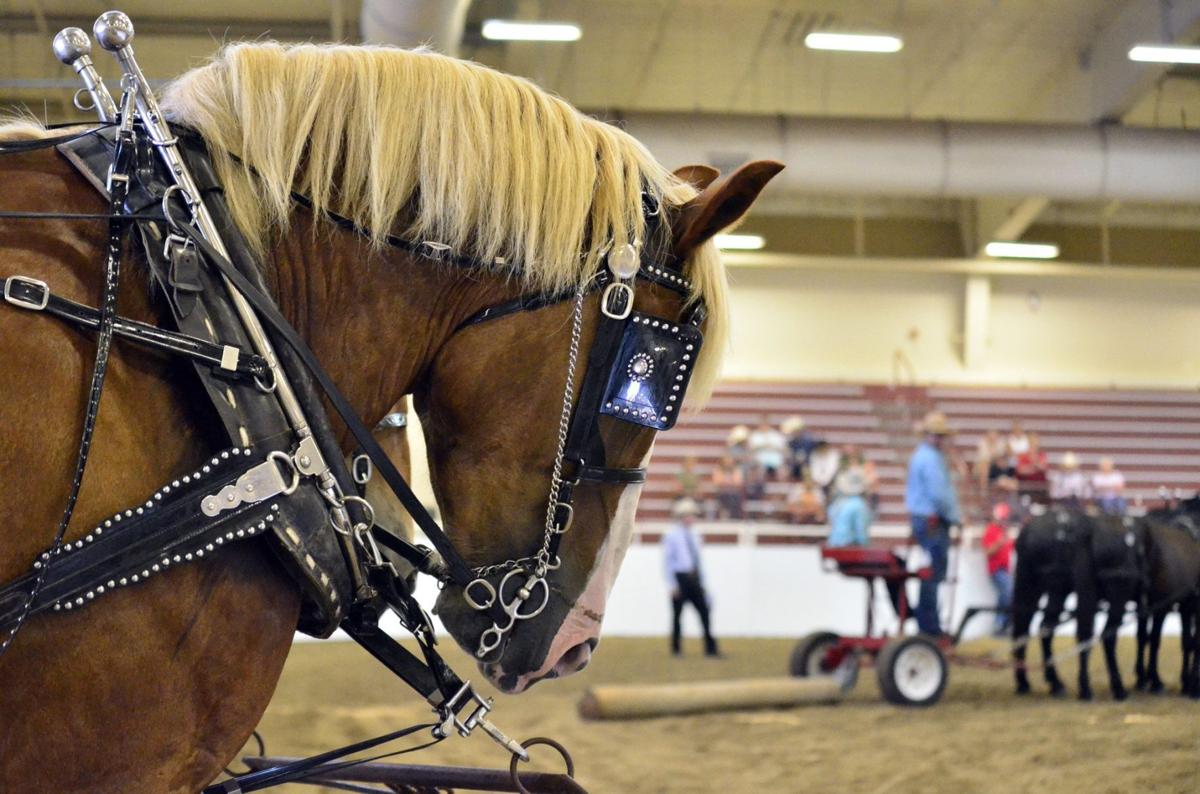 Draft horse competitions adds variety along with grandeur of the big