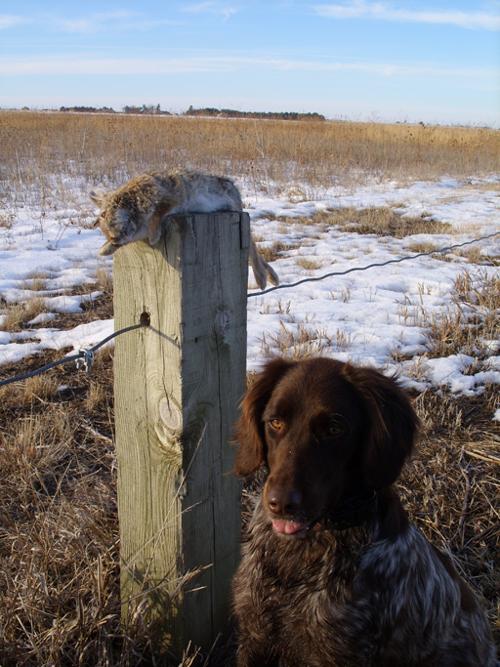 hunting rabbits relieves bored bird dog