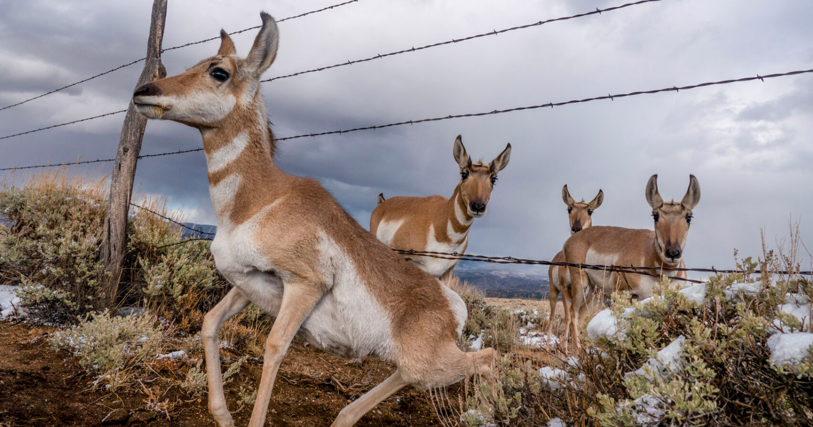 Nebraska team shows efforts to aid wildlife movement - Vimarsana News