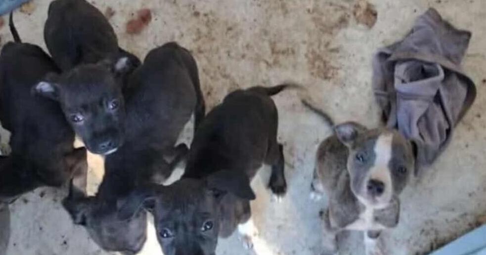 Nebraska woman accused of abandoning dog, puppies in ditch
