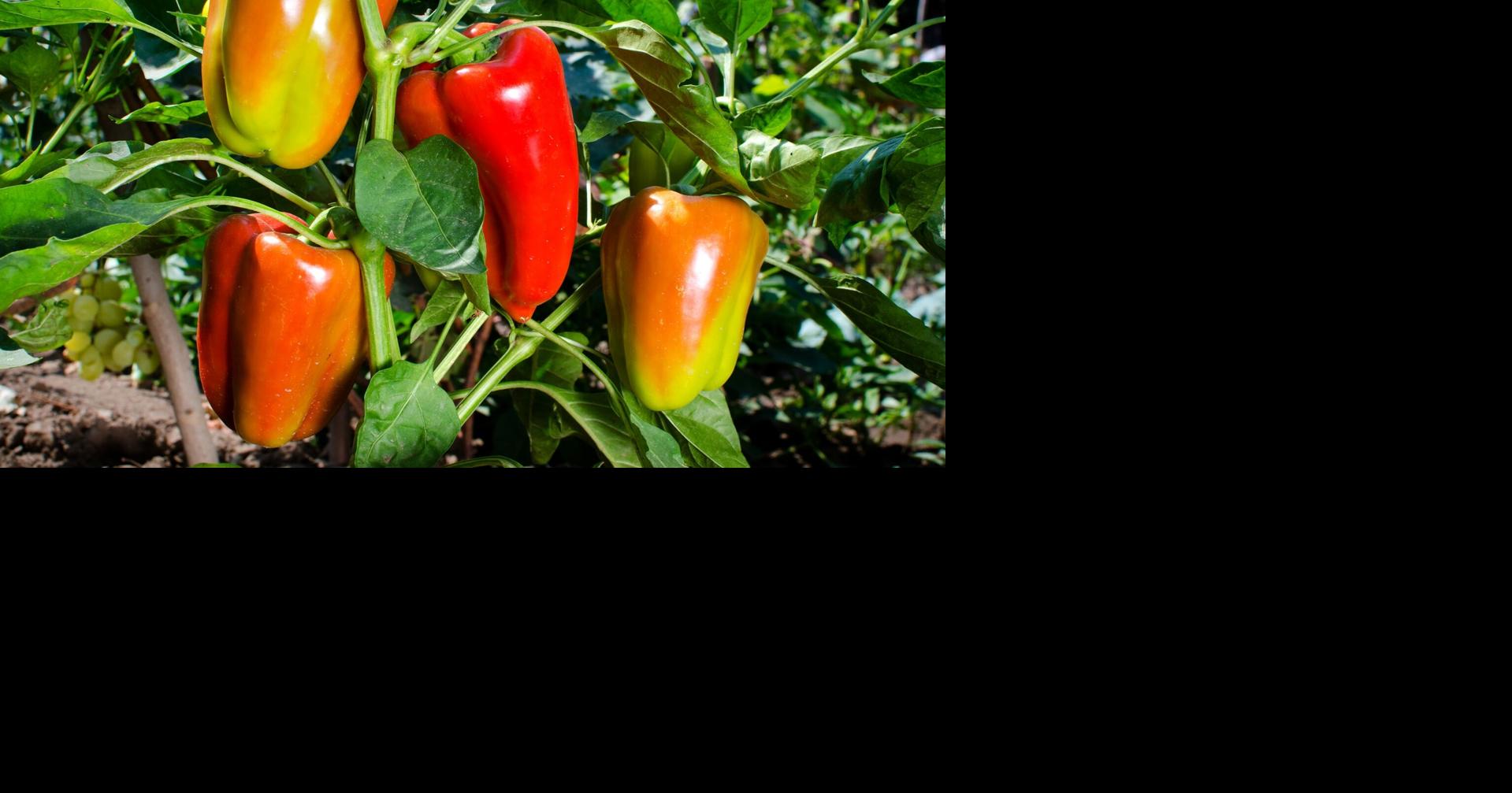 Lori Borgman: When nature and nurture intertwine with the peppers