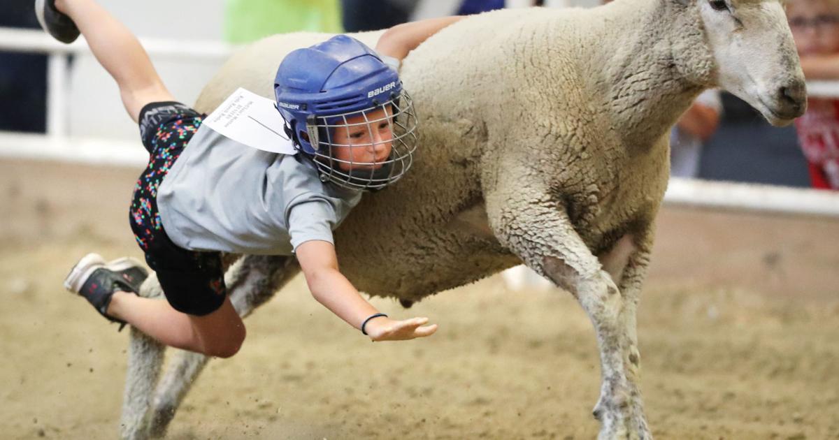 Children hold on tight during mutton busting event