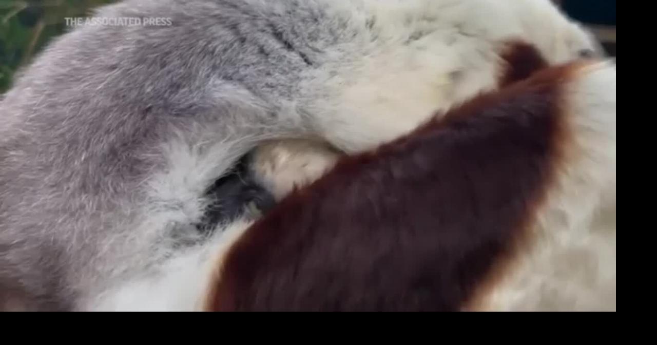 UK zoo welcomes new baby 