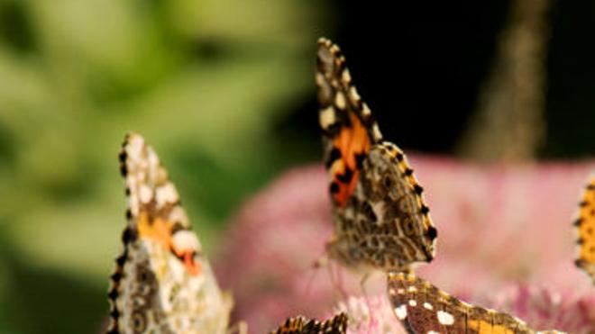 Invasion Of Painted Lady Butterflies Grand Island Local News Theindependent Com