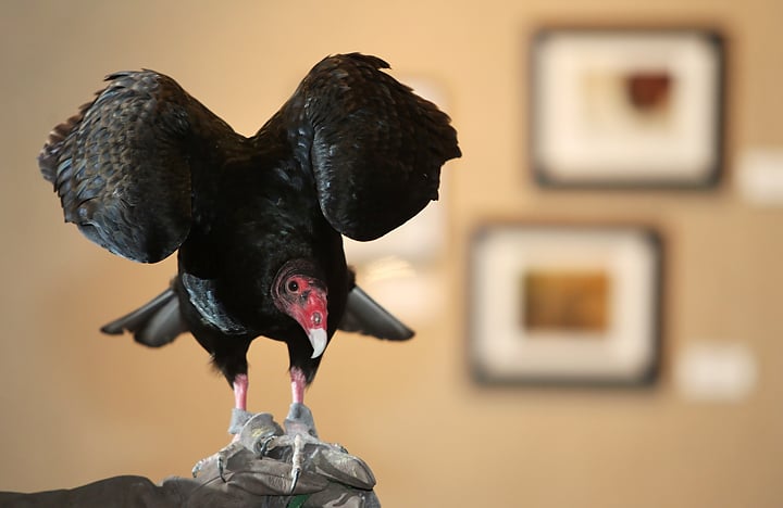 raptor recovery nebraska shows birds of prey at hastings museum raptor recovery nebraska shows birds of prey at hastings museum local news theindependent com