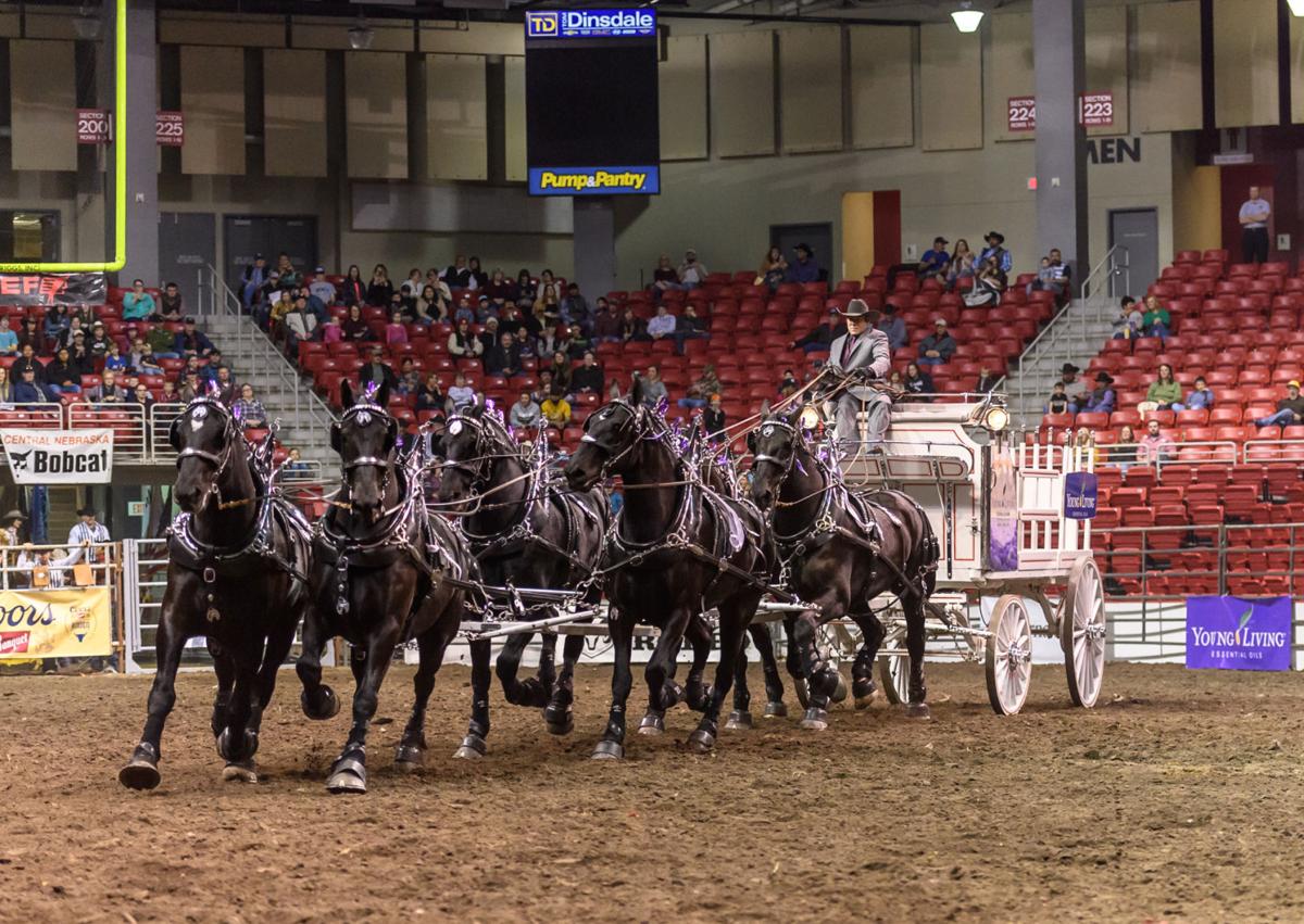 Young Living Percherons Bring History To Rodeo Local