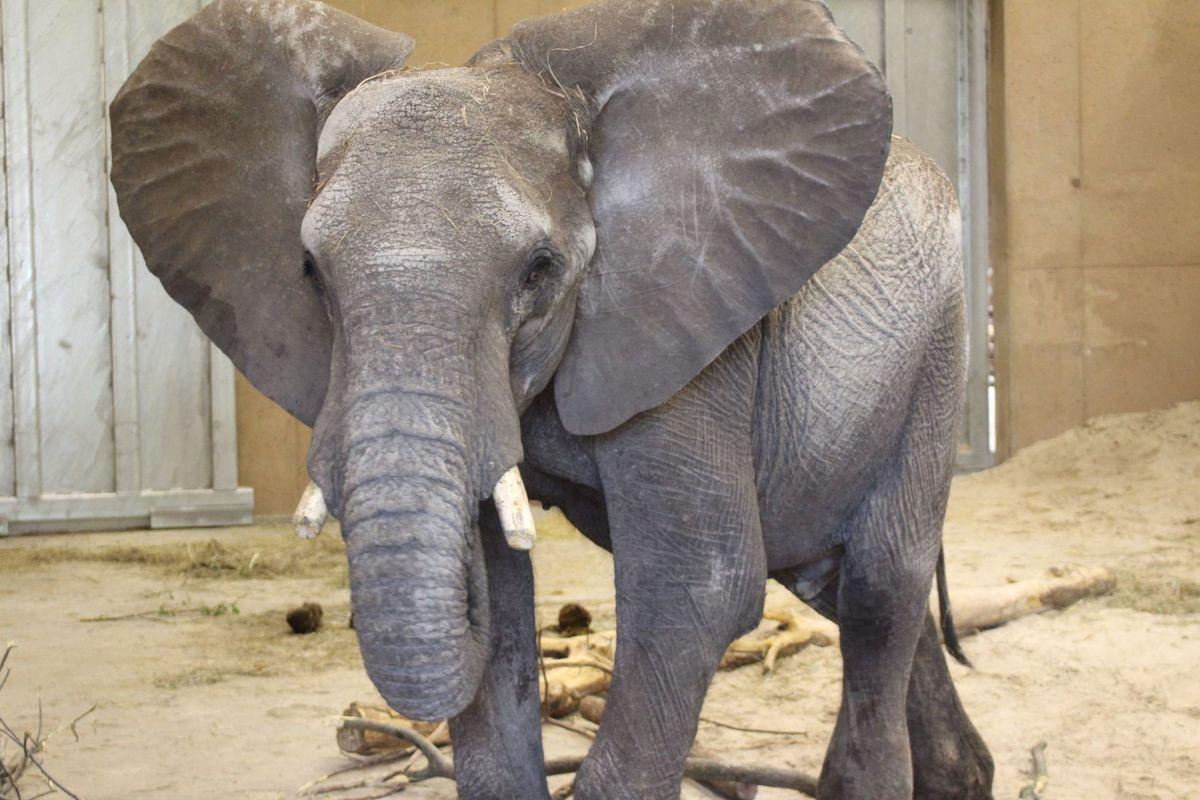 Omaha Zoo Elephant Dies During Procedure To Repair Cracked Tusk State And Regional Theindependent Com