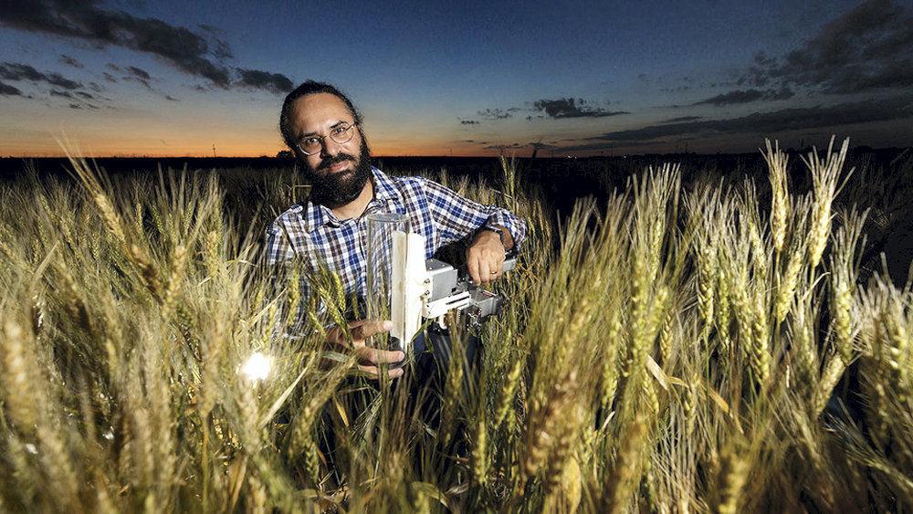 UNL team links wild wheat gene to drought tolerance in cultivated wheat - Grand Island Independent