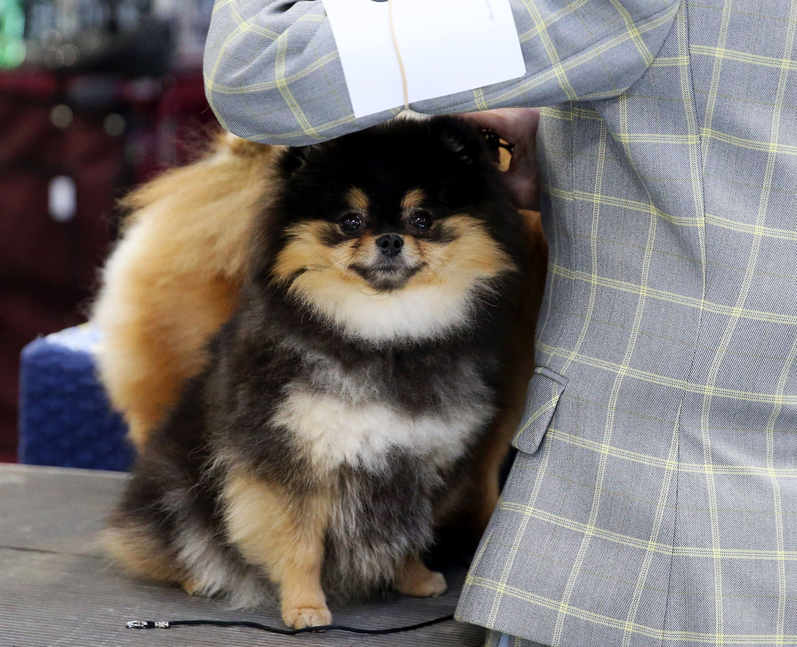 Foy trent dog show cheap