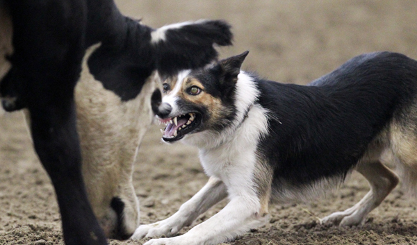 Cattlemaster dog sale