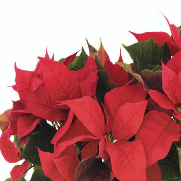 Little Things Matter When Picking Out Poinsettias Latest News Theindependent Com