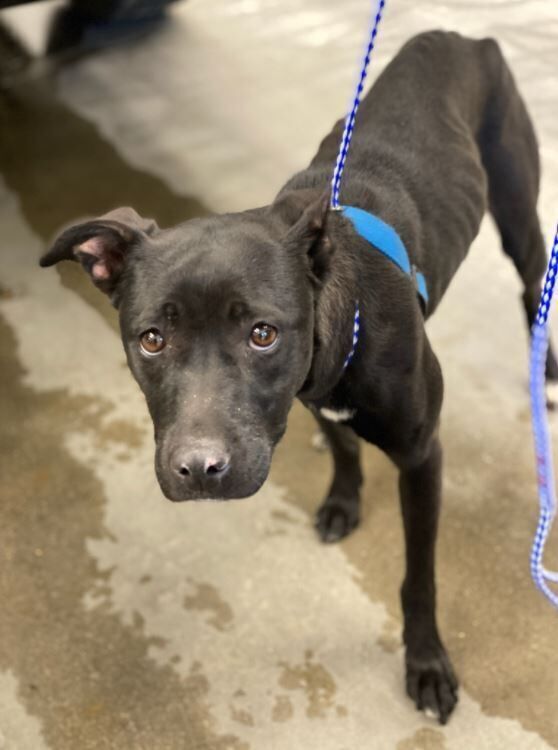 lost dog collar