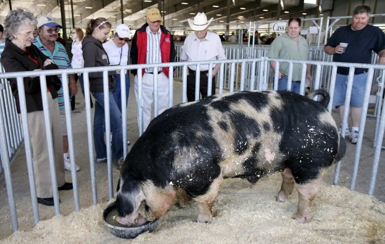 Swine Barn And Big Pig Draw Crowds Theindependent Com