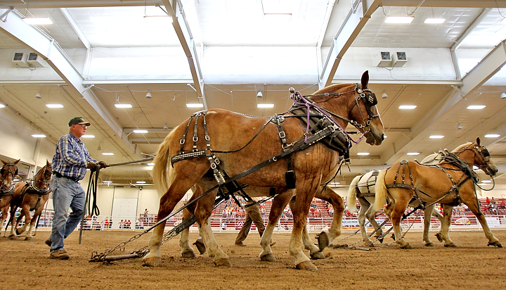 Draft horses are the stars of State Fair shows | Local News | theindependent.com