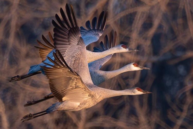 38,000 Sandhill Cranes Flock to Nebraska in a Record-Breaking Start to  Spring Migration, Smart News