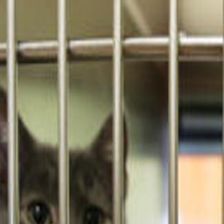 Central Nebraska Humane Society Busting At Seams With Cats Kittens Local News Theindependent Com