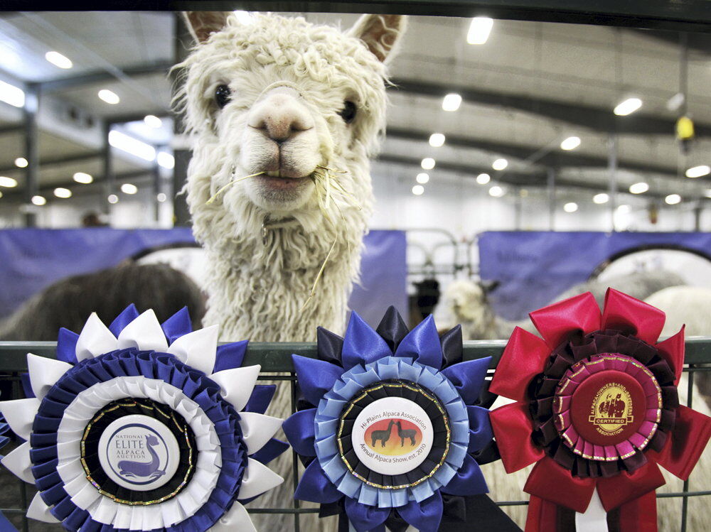 National Alpaca Show headed to Fonner Park March 1719