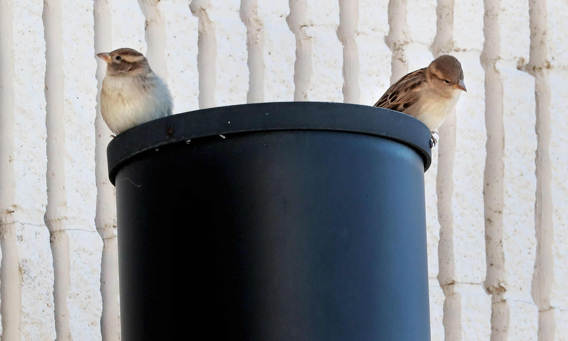 French Birds and Nests store Wastebasket - LARGE