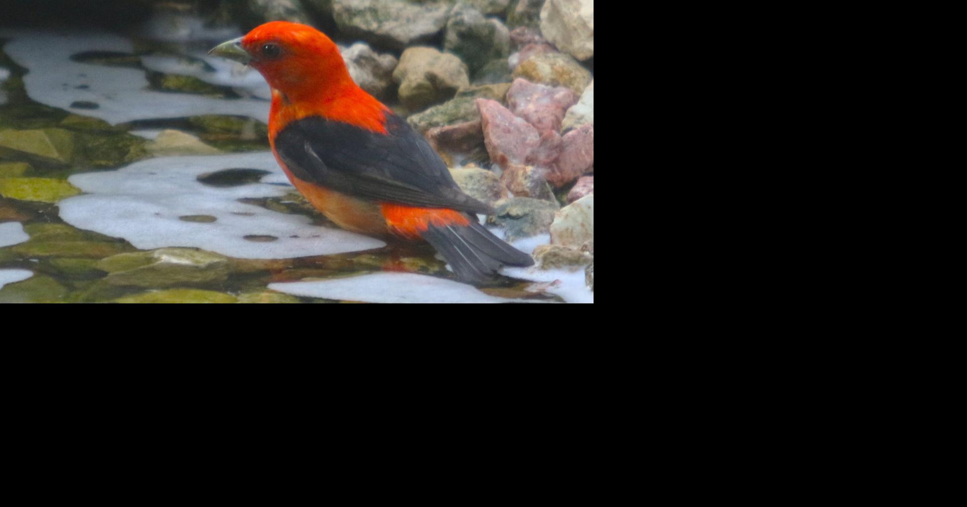 Study: Bird populations are shrinking faster in ag hotspots — including Midwest