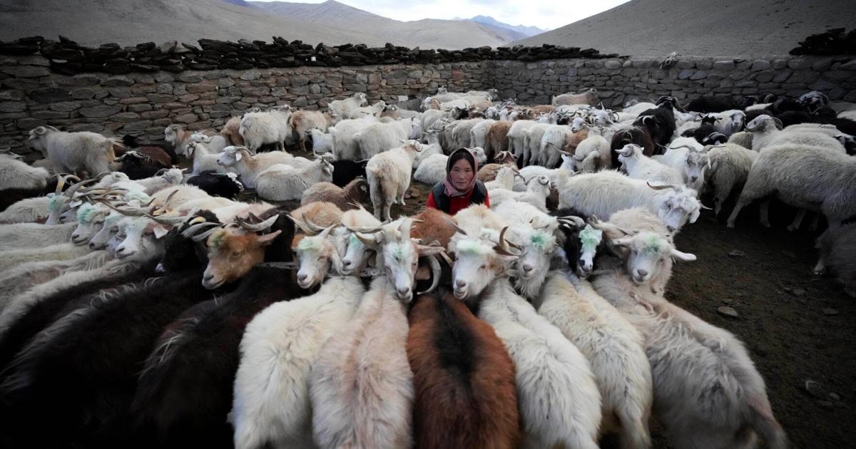 Ladakh herders endeavor to avoid wasting future amid local weather disaster Ladakh herders endeavor to avoid wasting future amid local weather disaster