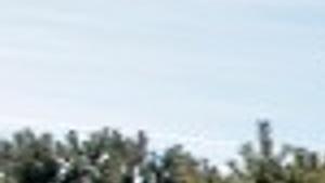 No Christmas Trees From Poverty Ridge Grand Island Local News Theindependent Com