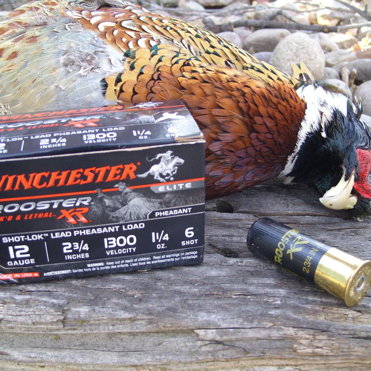 Load Selection Key To Pheasant Success Sports Theindependent Com