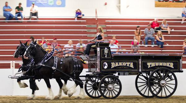 Draft Horse Hitch Show Local News Theindependent Com