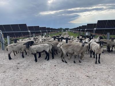 Grand Island Utilities Uses Sheep to Help Maintain Solar Farm