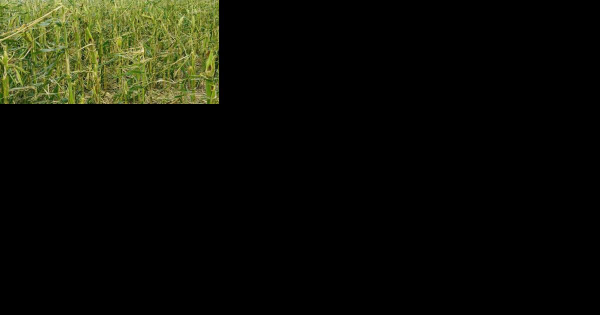 Crop insurance workshop set for Oct. 19 in Grand Island - Vimarsana News