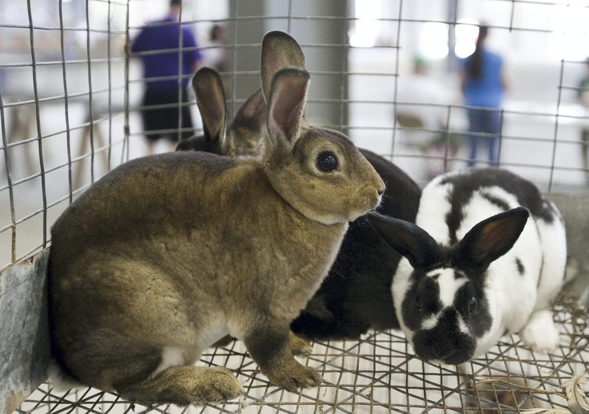 Hall County Fair 4 H Rabbit Show Brings Out Enthusiasm In