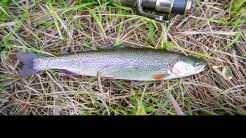 Spilger Trout In Nebraska You Bet Grand Island Sports Theindependent Com