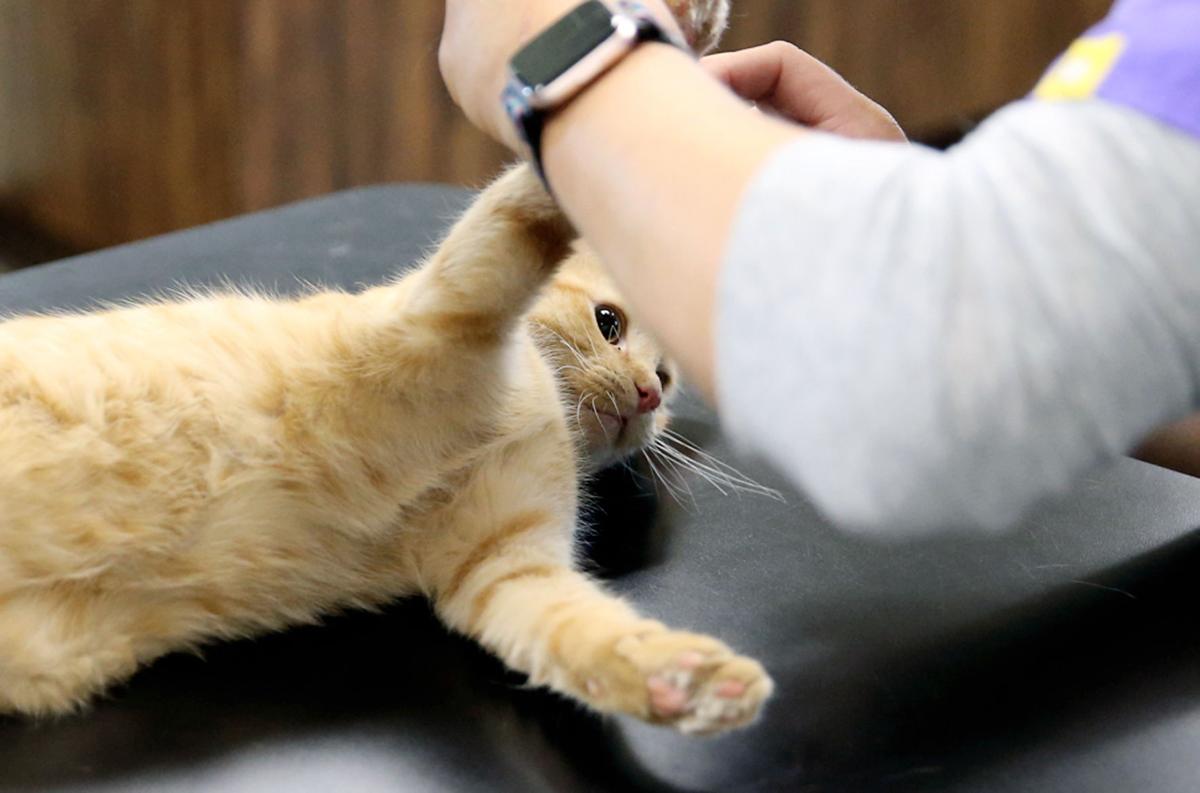 For Two Weeks Central City Vet Clinic Offers Special Price To
