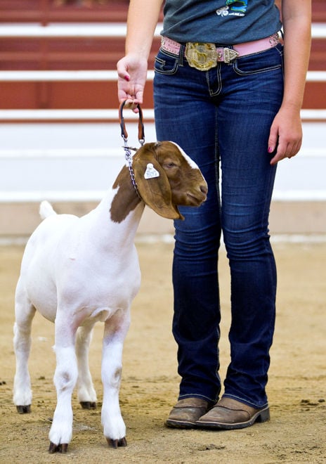 Goats A Popular 4 H Project At Hall County Fair Grand Island Local News Theindependent Com