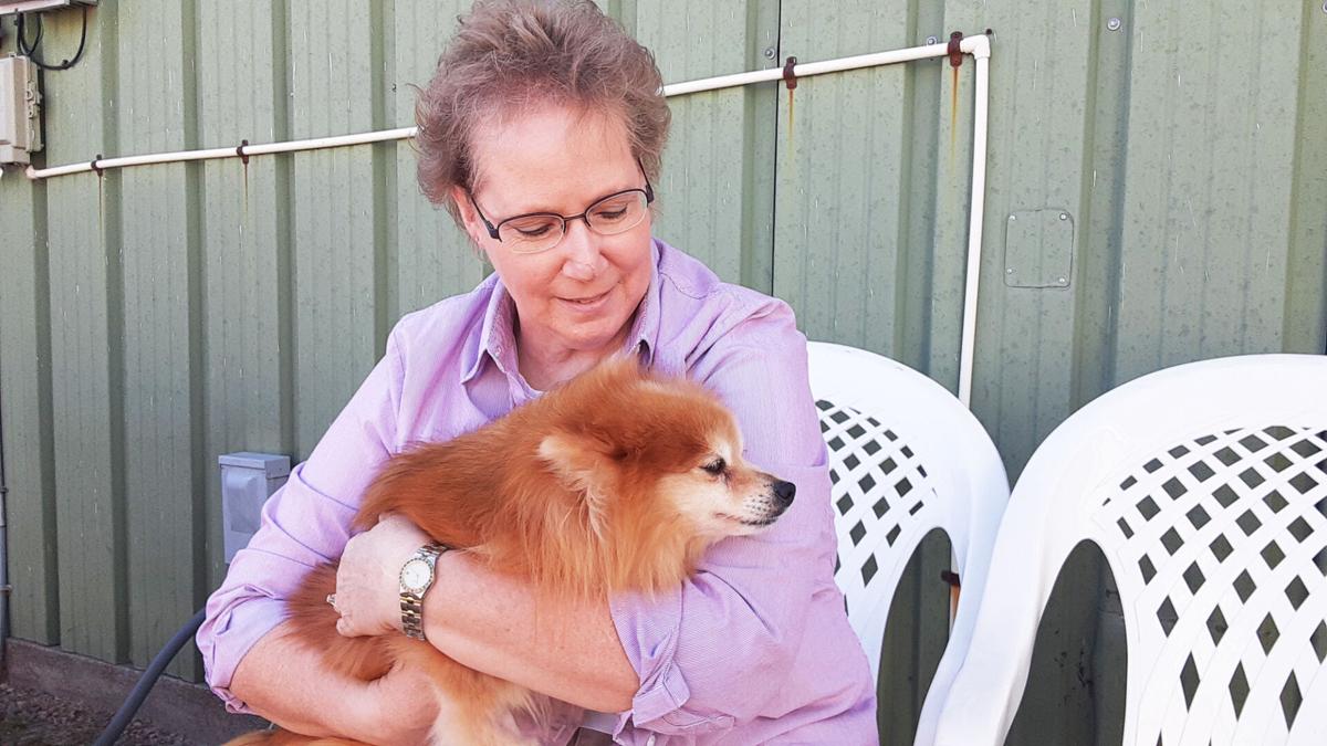 Pomeranian Saved But At Great Cost For Local Rescue Agency Grand Island Local News Theindependent Com Province of pomerania before world war i. pomeranian saved but at great cost for